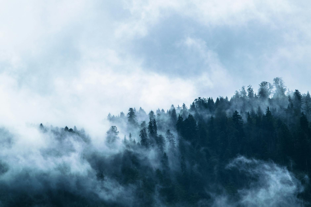 Into The Wilderness